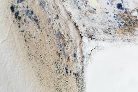 Best Emergency Mold Remediation  in USA